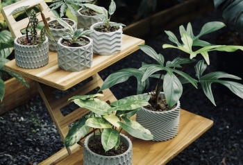 Chậu cây xi măng – Từ chất liệu thô đến nét tinh tế trong không gian hiện đại